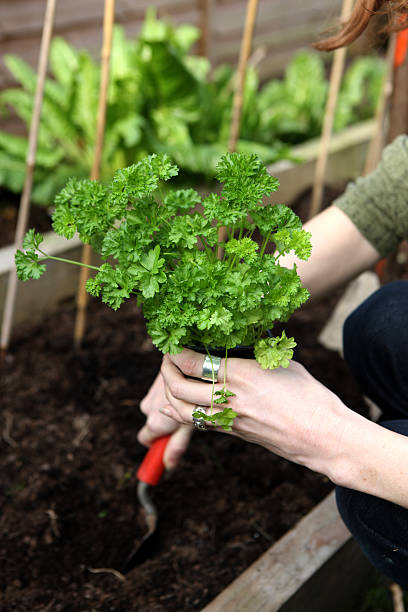 насаждения петрушка - gardening vegetable garden action planting стоковые фото и изображения