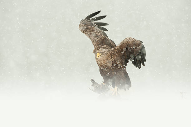 águila de cola blanca - snowing eagle white tailed eagle cold fotografías e imágenes de stock