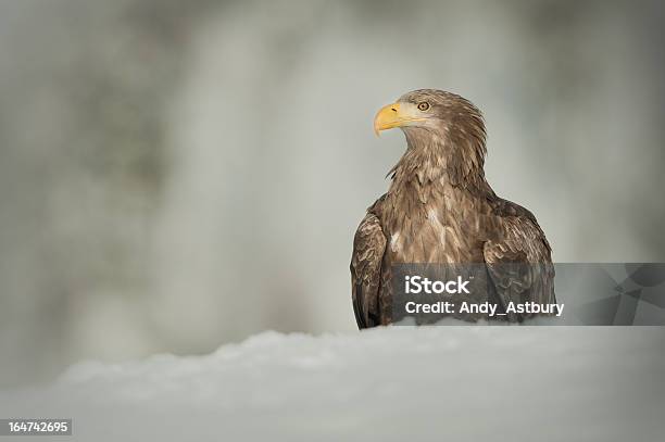 Águila De Cola Blanca Foto de stock y más banco de imágenes de Aire libre - Aire libre, Animal, Animales cazando