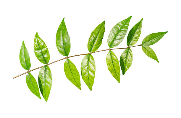 Green leaves branch isolated on transparent background, PNG File Format Green leaves branch isolated on transparent background, PNG File Format plant png stock pictures, royalty-free photos & images