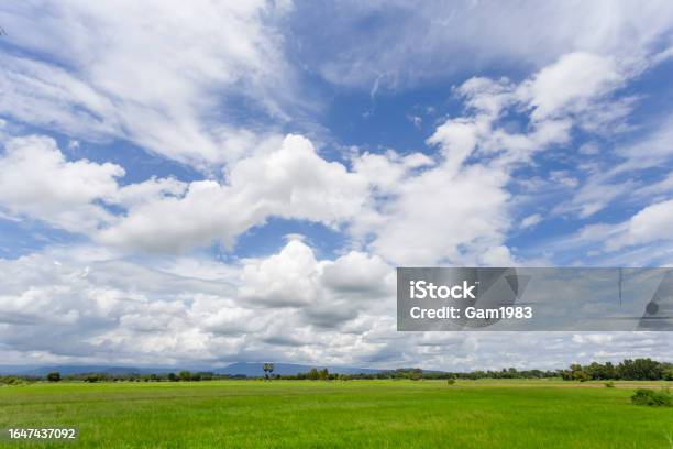 Rice Field Green Grass Blue Sky Cloud Cloudy Landscape Background Stock Photo - Download Image Now