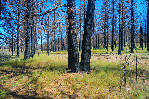 Forest of burned tree trunks after forest fire with green grass starting to recover