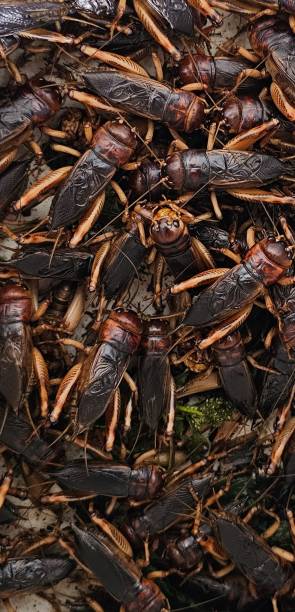 istock Brachytrupes portentosus 1647464143