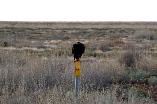 Brown-necked Raven (Corvus ruficollis)  adult standing on ground\