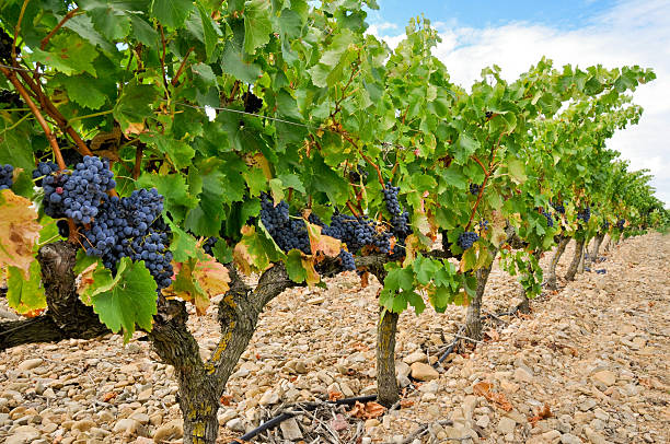 Grapes in a vineyard, La Rioja (Spain) stock photo