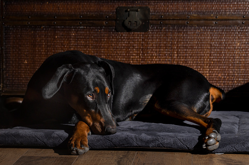 Portrait of a black and red Doberman Pinscher puppy at nine months old
