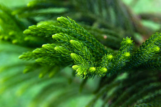 Green Norfolk Island pine, Araucaria heterophylla leaf in forest Green Norfolk Island pine, Araucaria heterophylla leaf in forest araucaria heterophylla stock pictures, royalty-free photos & images