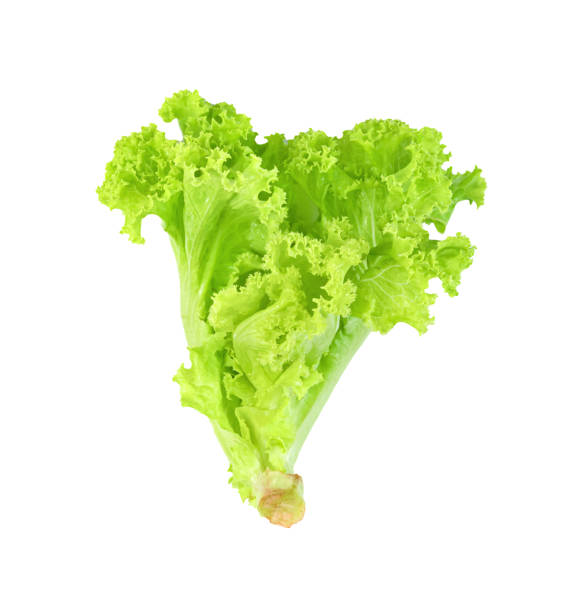 istock Lettuce leaf isolated on white background ,Green leaves pattern ,Salad ingredient 1647498442