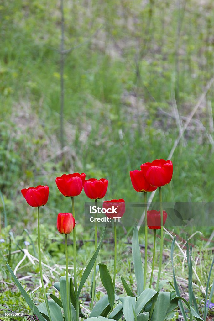 Tulipe rouge - Photo de Angiosperme libre de droits