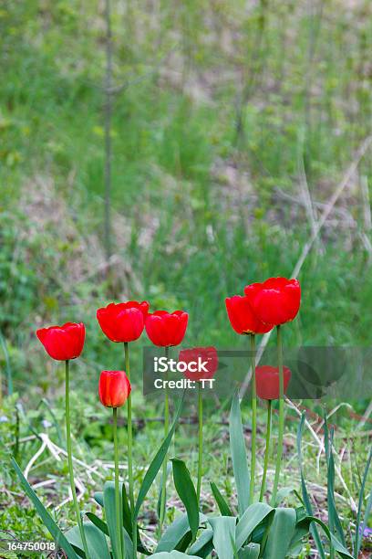 Photo libre de droit de Tulipe Rouge banque d'images et plus d'images libres de droit de Angiosperme - Angiosperme, Arbre en fleurs, Capitule