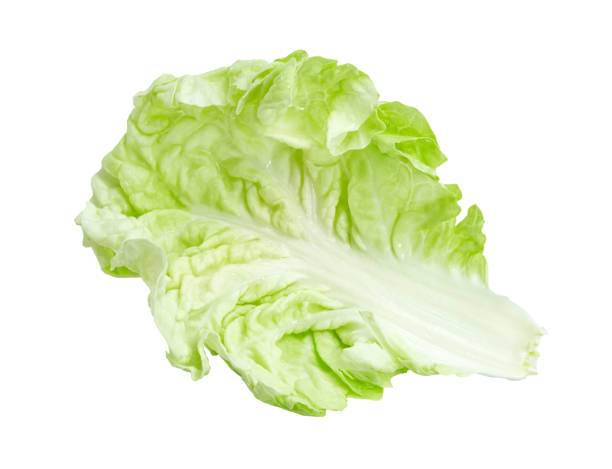 istock Fresh chinese cabbage leaf isolated on white background ,Green leaves pattern 1647507454
