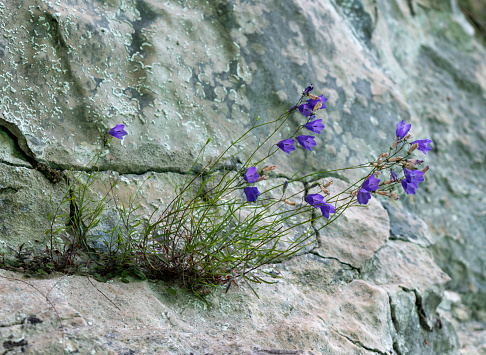 Flower between rock at Plitvice Lakes National Park, Croatia in Plitvička Jezera, Ličko-senjska županija, Croatia