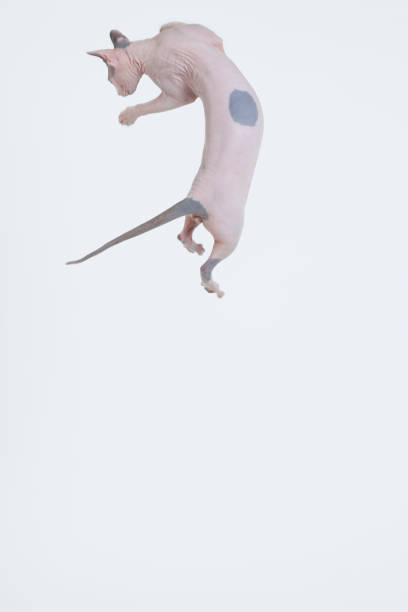 istock Hairless cat jumping in air against white backdrop 1647514541