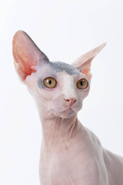 Hairless cat portrait looking right on white backdrop in Scottsdale, Arizona, United States