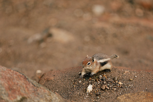 Chipmunk running across dirt and mountain scree. in Estes Park, Colorado, United States