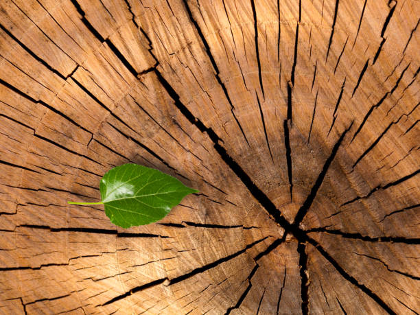 istock old wood background, dark wooden abstract texture 1647516889