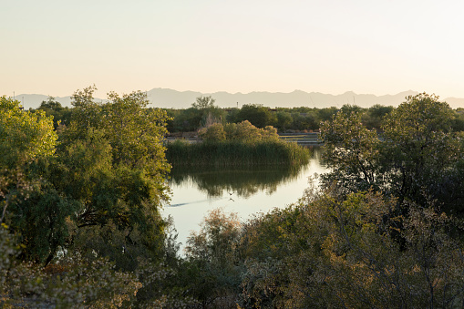 Wetland nature preserve at sunset with bird taking off in Chandler, Arizona, United States