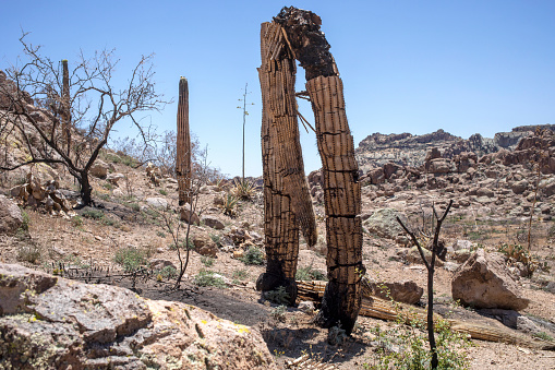 Saguaro cactus damaged in wildfire scorched landscape in Superstition Mountains, Arizona, United States