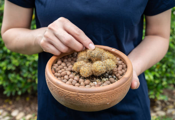 vue recadrée d’une femme tenant un pot de cactus mammillaria pourri. - mammillaria cactus photos et images de collection