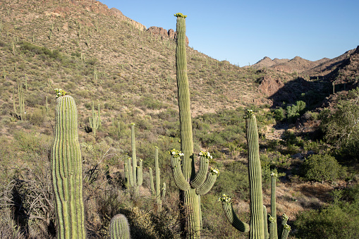 Saguaro cactus in rocky mountain landscape in Superstition Mountains, Arizona, United States
