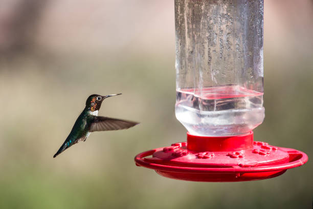 istock Black-chinned Hummingbird 164751895
