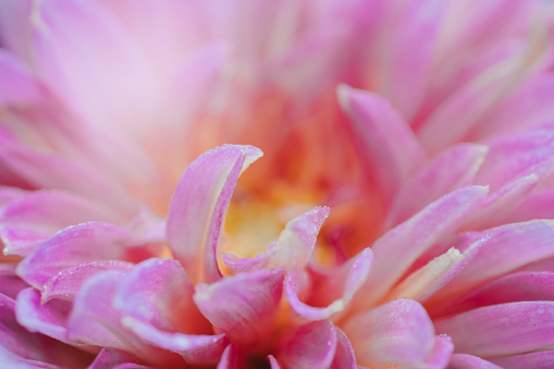 Macro shot of pink dahlia flower. in Washington, District of Columbia, United States