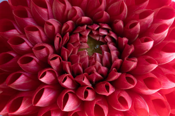 istock Macro shot of red dahlia flower. 1647519120