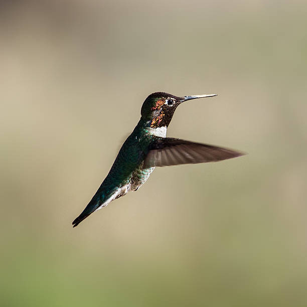 istock Black-chinned Hummingbird 164751924