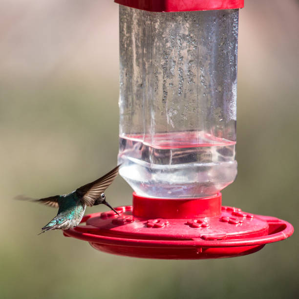 istock Black-chinned Hummingbird 164751975