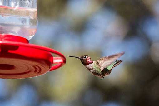 Black-chinned hummingbird hovering at bird feeder