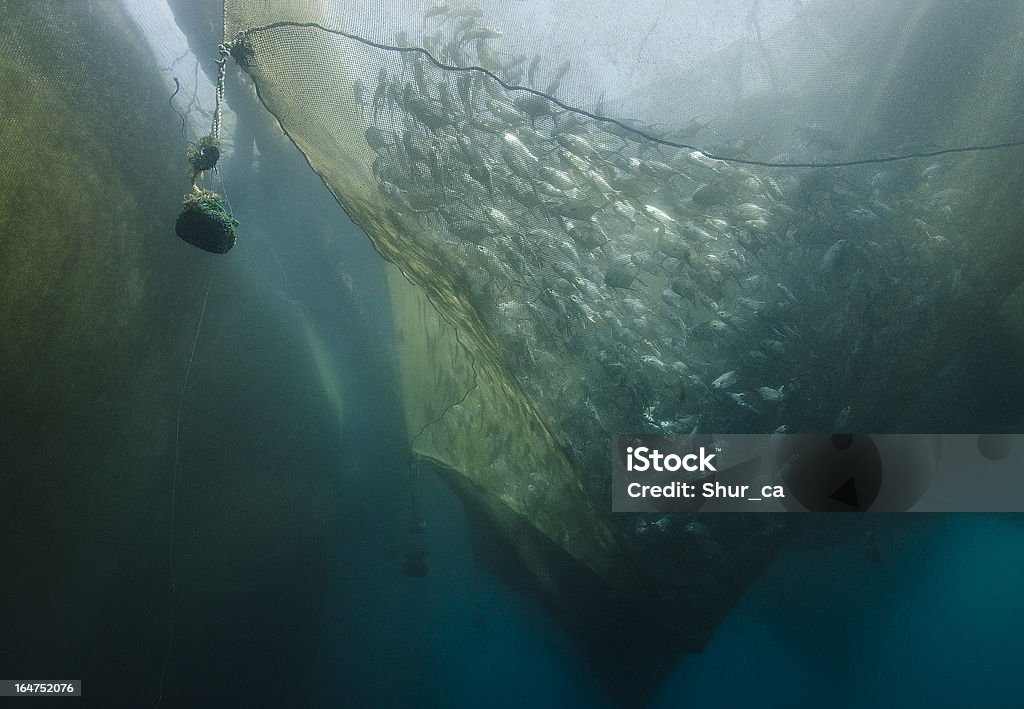 Criadero de pescado - Foto de stock de Acuicultura libre de derechos