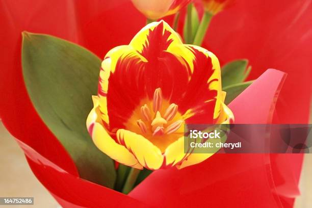 Красочные Тюльпан — стоковые фотографии и другие картинки Букет - Букет, Весна, Время года