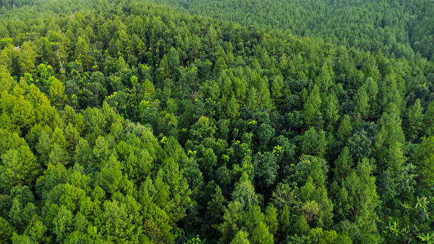 istock Aerial shot of pine forest 1647529973