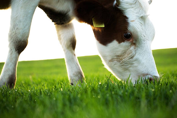 istock Cow grazing in fresh pastures 164753583