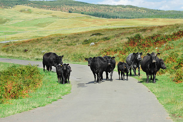 istock Cows and calves in a remote Scottish rural scene 164753765