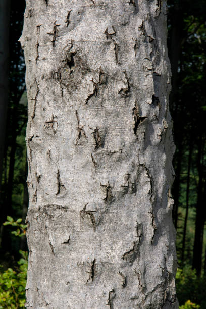 istock Beech bark disease (BBD). Fagus tree bark infested by Xylococculus betulae, Cryptococcus fagisuga, Neonectria faginata. 1647538468