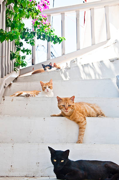 Greek street cats in Mykonos Street cats resting on a hot summer day in Mykonos island pics for cat staring at wall stock pictures, royalty-free photos & images
