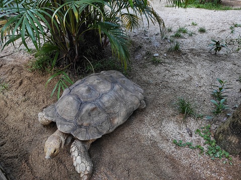 The African Spurred Tortoise or Geochelone sulcata is the largest land tortoise species in the world