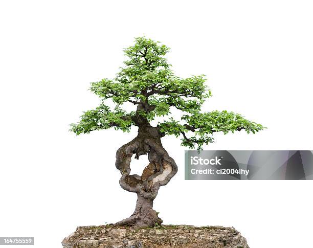 Bonsai Auf Weiß Stockfoto und mehr Bilder von Asien - Asien, Baum, Bonsai