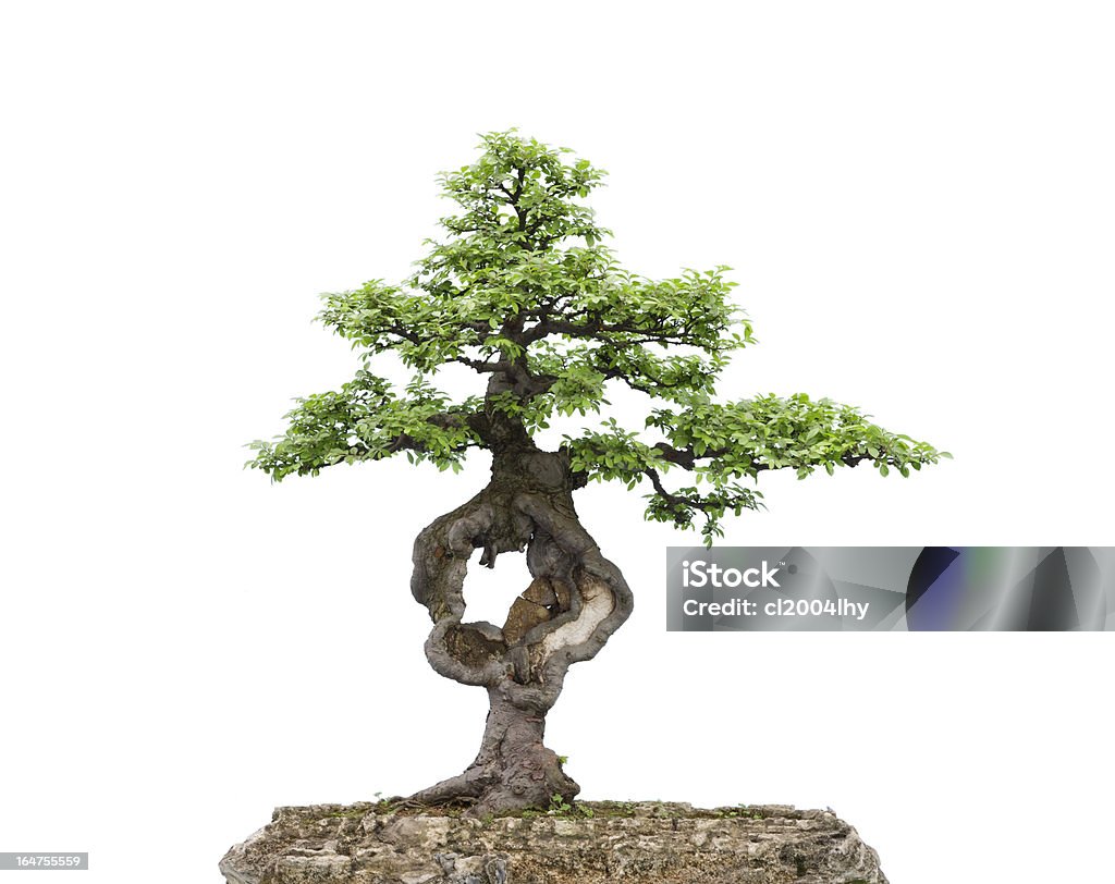 bonsai su bianco - Foto stock royalty-free di Albero