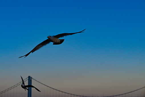 Close-up of Seagulls