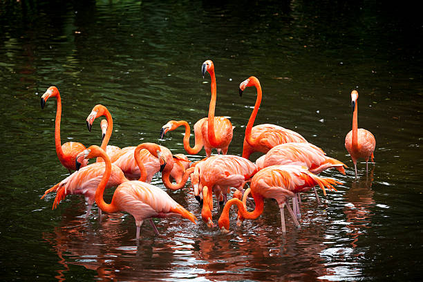 istock American Flamingo (Phoenicopterus ruber), 164755807