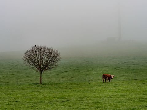 A cow and tree on a foggy morning in the Buckland Valley