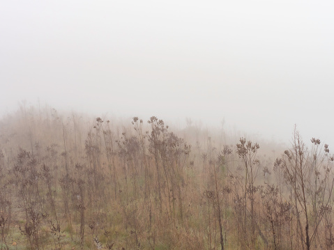 Dried fluffy grass in fog
