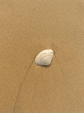 Clam shell on sand in a beach