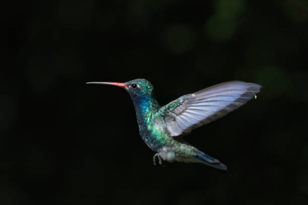 istock Broad billed Hummingbird against dark green bokeh 1647602850