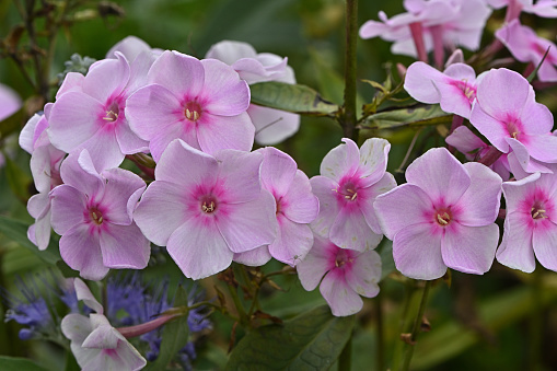 Pink garden phlox in flowerbed, late summer