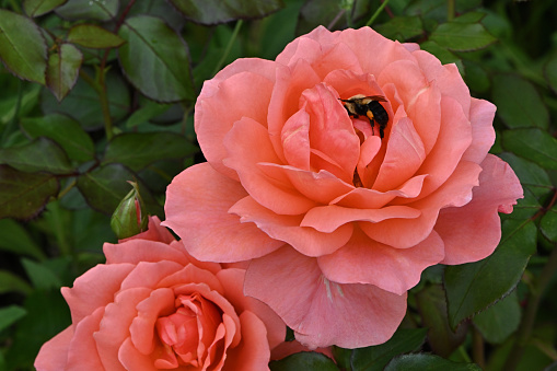 Coral-colored rose with bumblebee, late summer