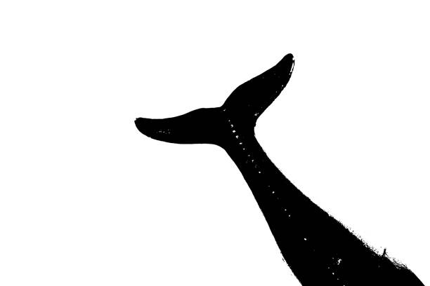istock black silhouette of fish tail isolate on white background 1647605054