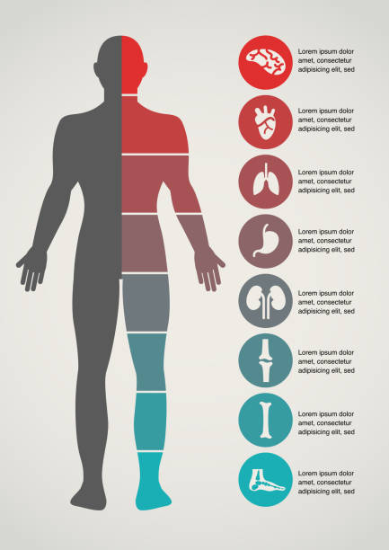 Medical and healthcare background Medical and healthcare icons and data infographic male human anatomy diagram stock illustrations